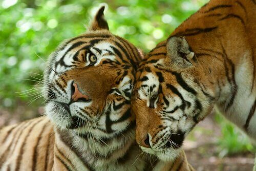 animais fieis
