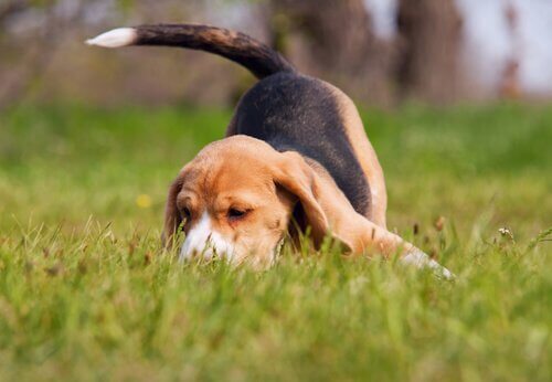 Beagle rastreando o chão