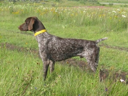 O braco alemão: um cão caçador