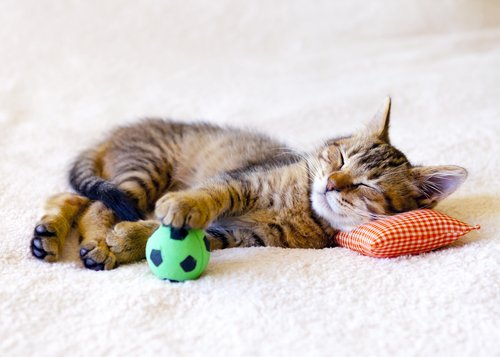 Filhote de gato dormindo com bola