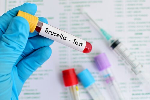 Brucelose bovina: o que é, sintomas e tratamento