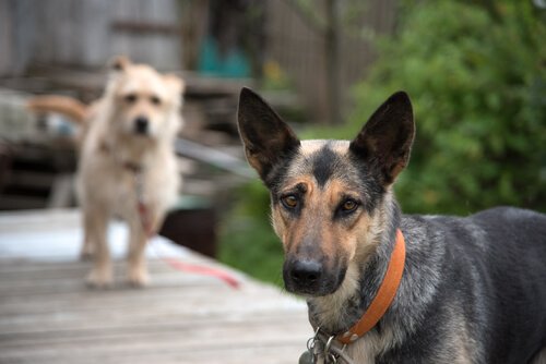 cães mestiços e de raça