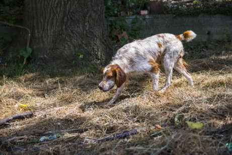 Cão caçando ao ar livre