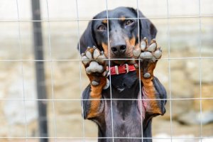 Reflexões sobre maus-tratos contra animais na Espanha