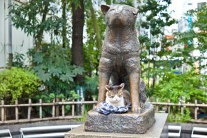 4 cães que seguiram os passos de Hachiko