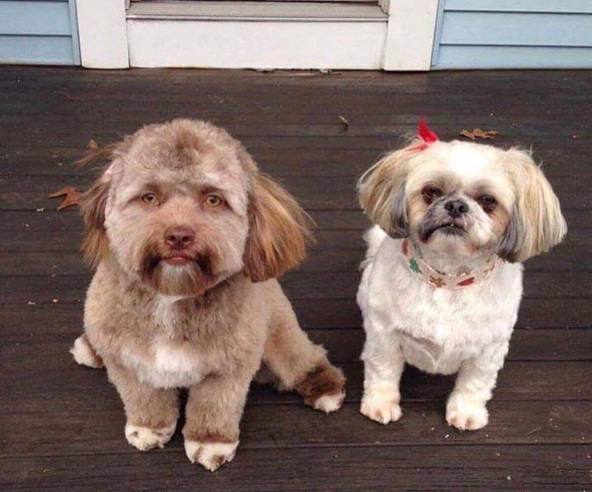 Yogi: o cachorro com feição humana