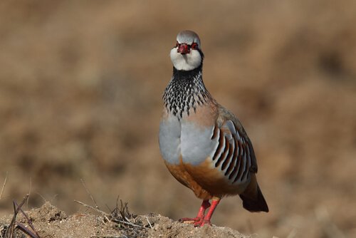 Canto da perdiz, você alguma vez já o ouviu? Meus Animais