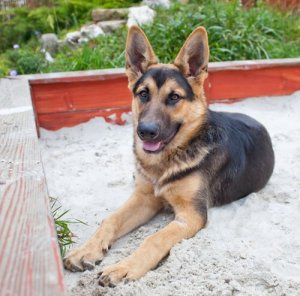 Como treinar o cão a usar a caixa de areia