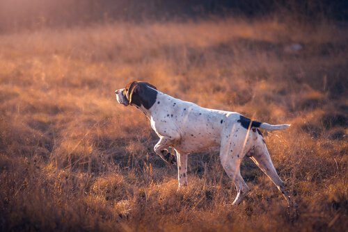 cão de caça galgo