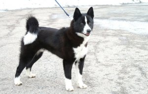 Cão de ursos da Carélia ou Karjalankarhukoira