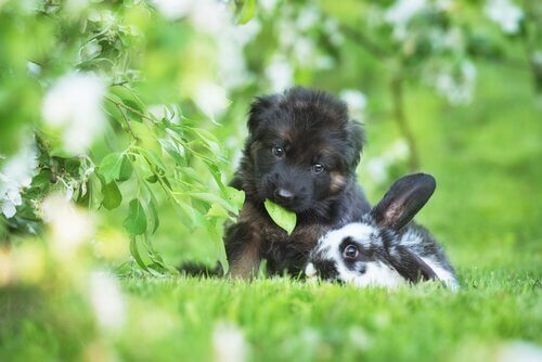Cachorro e coelho