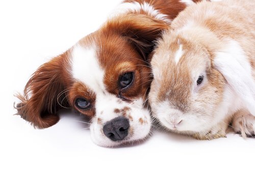 Compatibilidade entre cães e coelhos