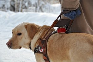O que devemos saber sobre os cães-guia
