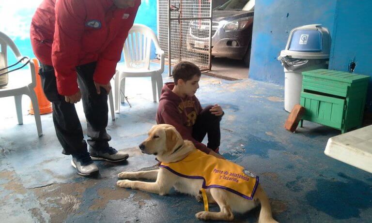 cão-guia e criança cega