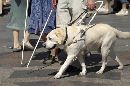 cão-guia ajudando cego a atravessar a rua