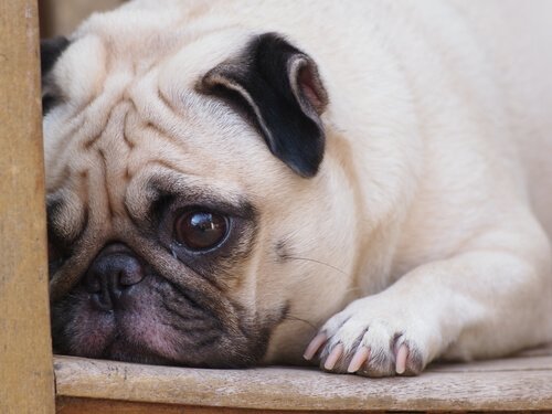 A morte de outro animal de estimação afeta os cães?