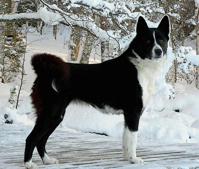 cão de ursos da carélia