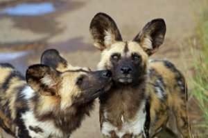 Mabeco: o cão-selvagem-africano ameaçado de extinção
