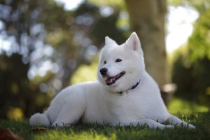 Kishu, um cão bonito, valente e dócil