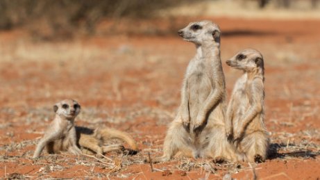 Suricato: características, comportamento e habitat - Meus Animais