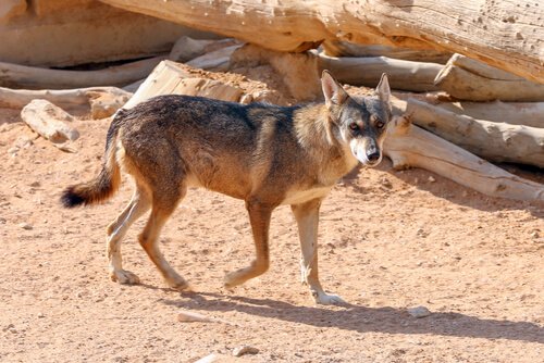 Lobo Árabe: características, comportamento e habitat