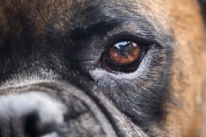 A dilatação das pupilas dos cães