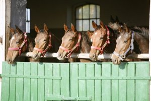 Cavalos devem ficar no estábulo ou ao ar livre?