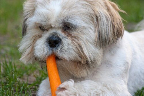 cenouras para cães