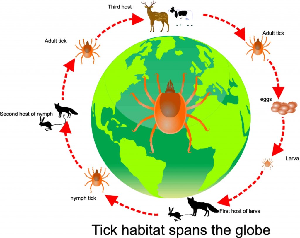 O ciclo circadiano dos animais: saiba mais aqui