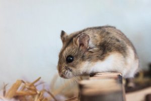 O ciclo de vida dos hamsters