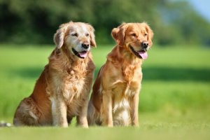 Brucelose canina: saiba mais sobre essa doença