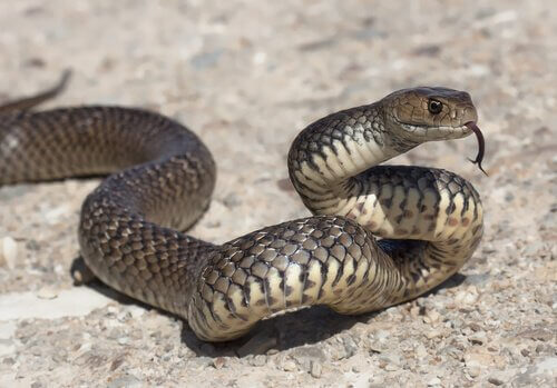 Cobras venenosas