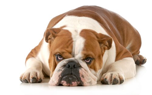 Estas são as coisas que o seu cão odeia