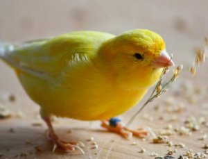 Dicas básicas para alimentar um canário doméstico