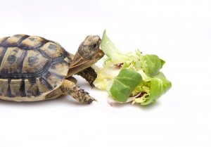 Como você deve alimentar uma tartaruga?