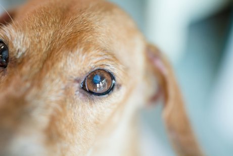 Close-up do olho de um cachorro