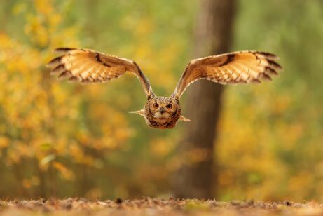 Comportamento do bufo-real