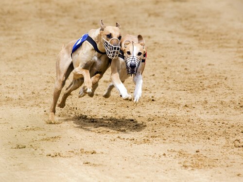 Comportamento do galgo húngaro