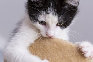 Os 6 comportamentos mais estranhos dos gatos e seus motivos