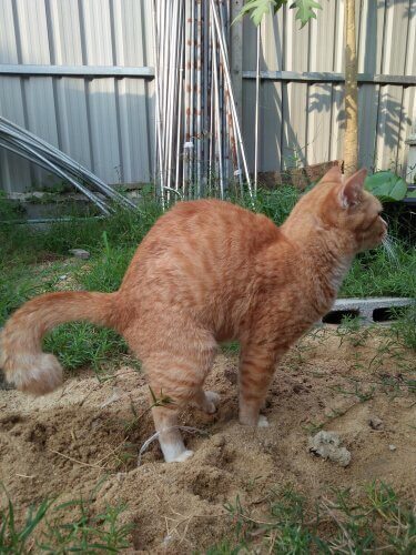 constipação em animais de estimação