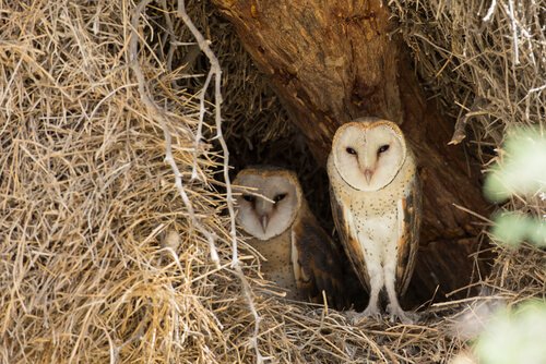 corujas no ninho