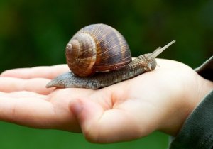 A criação de caracóis
