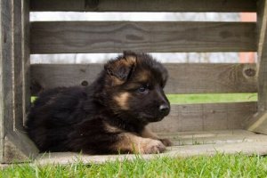 Tudo sobre a criação do pastor alemão
