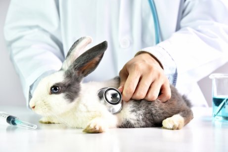 Cuidados ao vacinar seu coelho