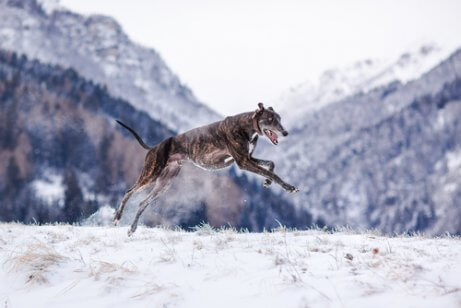 Cuidados com o galgo húngaro