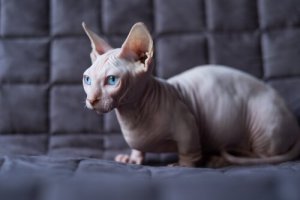 Como cuidar de um gato sem pelo