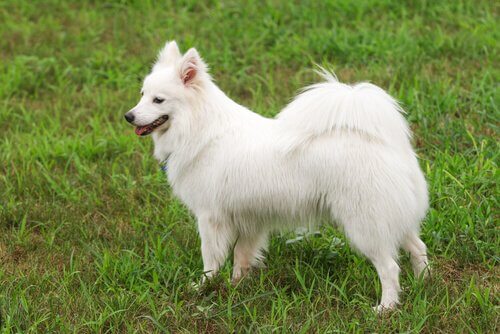 Cão branco, rabo sobre a espalda