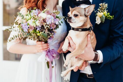 Cão em um casamento