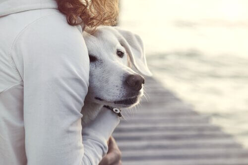 Abraços para acalmar seu cão