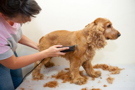 Cortar o pelo do cão em casa ou com um profissional?